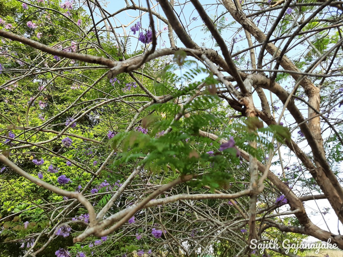 Jacaranda mimosifolia D.Don